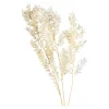 Depot Fleur Sechee De Ruscus