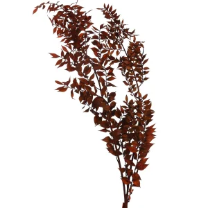 Depot Fleur Sechee De Ruscus