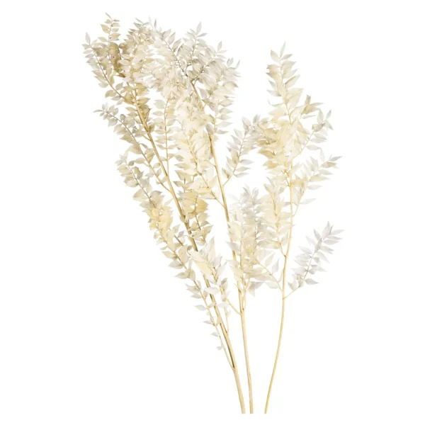 Depot Fleur Sechee De Ruscus
