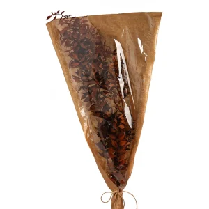 Depot Fleur Sechee De Ruscus