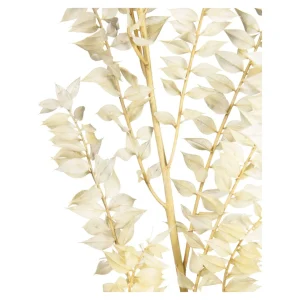 Depot Fleur Sechee De Ruscus