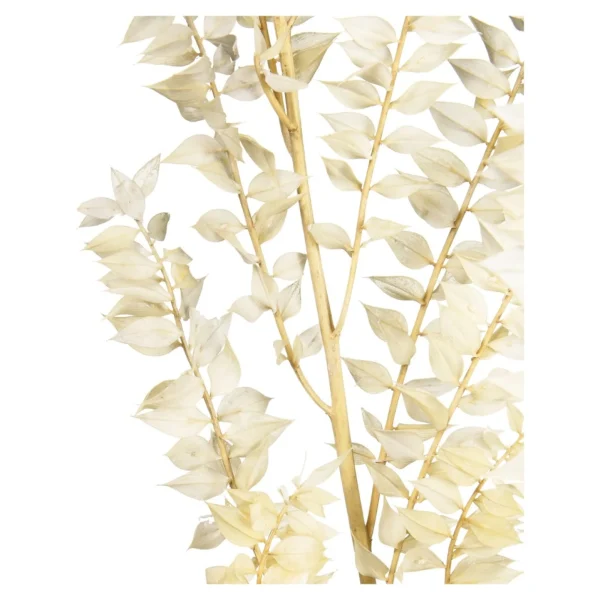 Depot Fleur Sechee De Ruscus