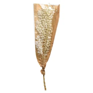 Depot Fleur Sechee De Ruscus