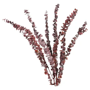 Depot Fleur Sechee Eucalyptus