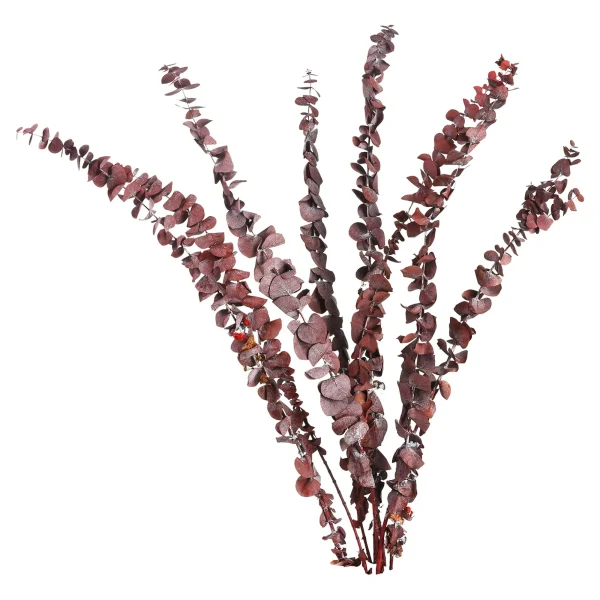 Depot Fleur Sechee Eucalyptus