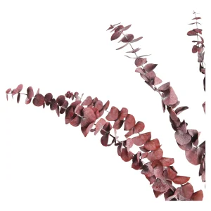 Depot Fleur Sechee Eucalyptus