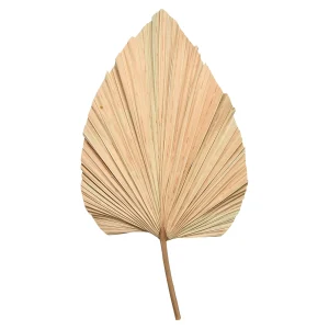 Depot Fleur Sechee Feuille De Palmier