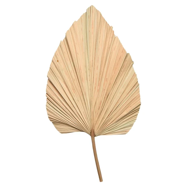 Depot Fleur Sechee Feuille De Palmier