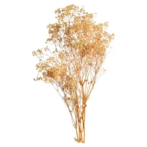 Depot Fleur Sechee Gypsophilia