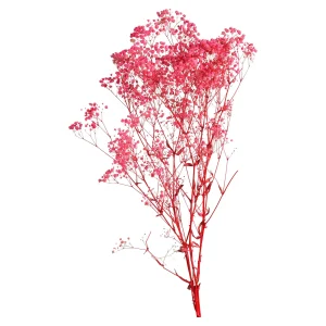 Depot Fleur Sechee Gypsophilia
