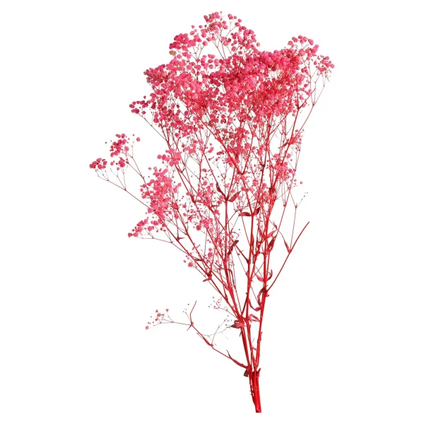 Depot Fleur Sechee Gypsophilia