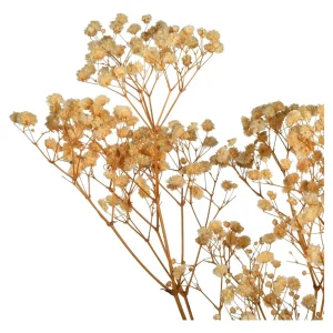 Depot Fleur Sechee Gypsophilia