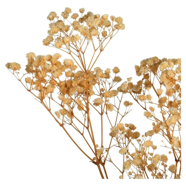 Depot Fleur Sechee Gypsophilia