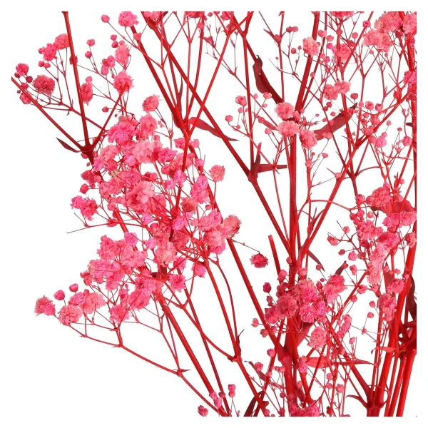 Depot Fleur Sechee Gypsophilia