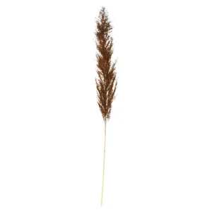 Depot Fleur Sechee Herbe De La Pampa