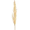 Depot Fleur Sechee Herbe De La Pampa