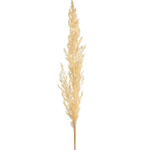 Depot Fleur Sechee Herbe De La Pampa