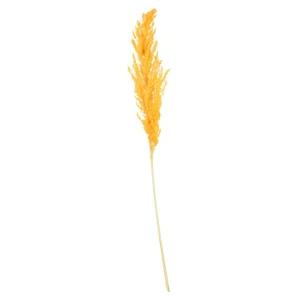 Depot Fleur Sechee Herbe De La Pampa