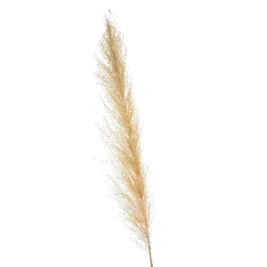 Depot Fleur Sechee Herbe De La Pampa