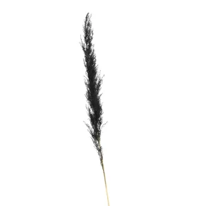 Depot Fleur Sechee Herbe De La Pampa