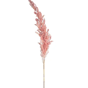 Depot Fleur Sechee Herbe De La Pampa