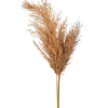 Depot Fleur Sechee Herbe De La Pampa^ Fleurs