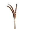 Depot Fleur Sechee Herbe De La Pampa^ Fleurs