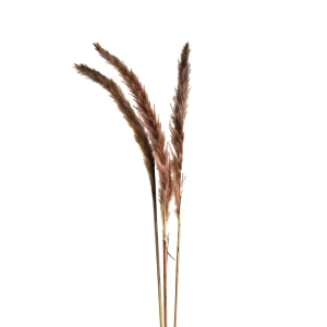Depot Fleur Sechee Herbe De La Pampa^ Fleurs