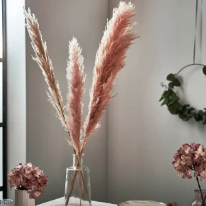Depot Fleur Sechee Herbe De La Pampa