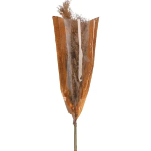 Depot Fleur Sechee Herbe De La Pampa^ Fleurs