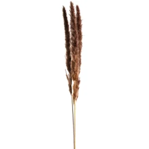 Depot Fleur Sechee Herbe De La Pampa^ Fleurs