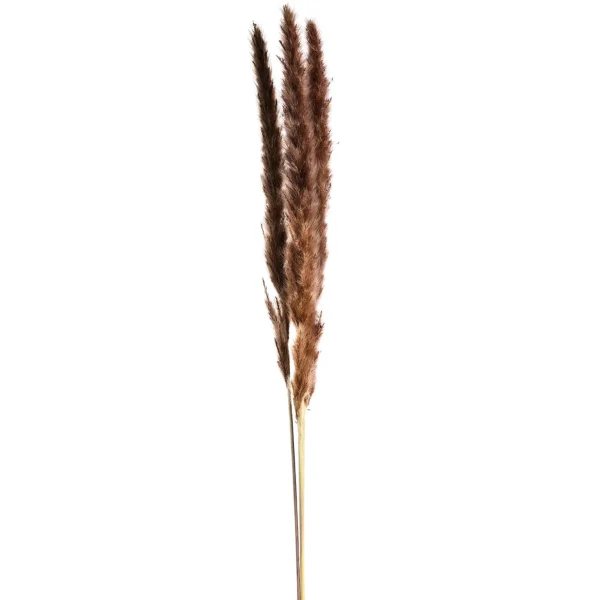 Depot Fleur Sechee Herbe De La Pampa^ Fleurs