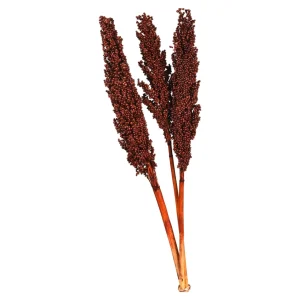 Depot Fleur Sechee Indian Corn