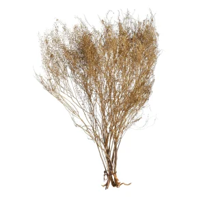 Depot Fleur Sechee Lepidium^ Fleurs