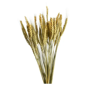 Depot Fleur Sechee Orge