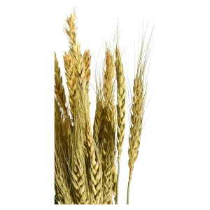 Depot Fleur Sechee Orge