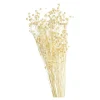 Depot Fleur Sechee Pois Paternoster