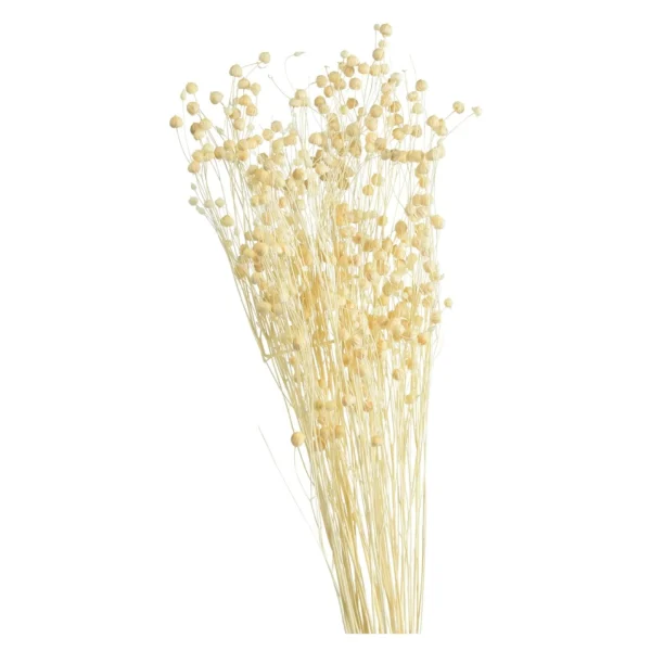 Depot Fleur Sechee Pois Paternoster