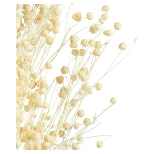 Depot Fleur Sechee Pois Paternoster