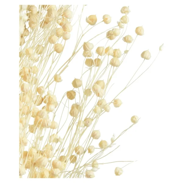 Depot Fleur Sechee Pois Paternoster