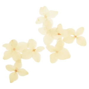 Depot Fleurs Sechees D'Hortensia, Pressees^ Décoration Cadeau