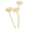 Depot Fleurs Sechees Fleur De Protee