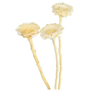 Depot Fleurs Sechees Fleur De Protee