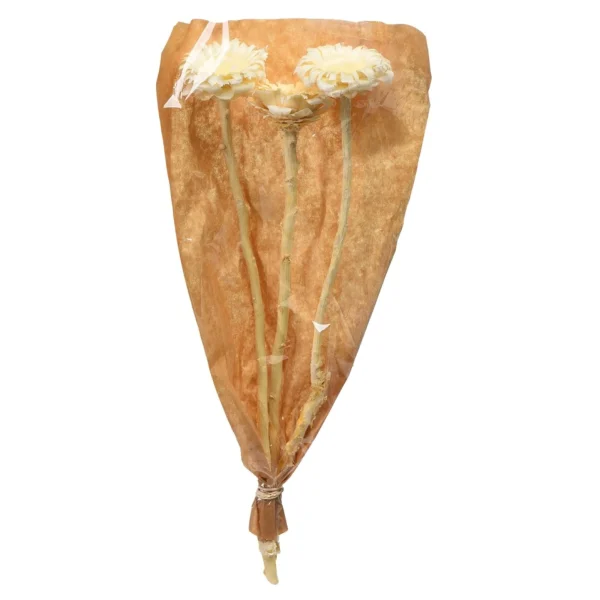 Depot Fleurs Sechees Fleur De Protee
