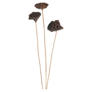 Depot Fleurs Sechees Lotus