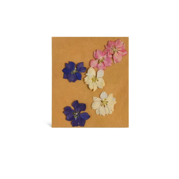 Depot Fleurs Sechees, Melange De Fleurs Printanieres, Pressees^ Décoration Cadeau