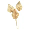 Depot Fleurs Sechees Palmleaf