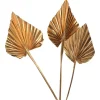 Depot Fleurs Sechees Palmleaf