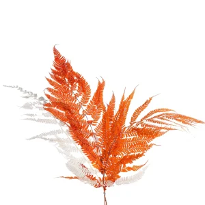 Depot Fougere Branche Seche