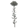 Depot Kunst-Stielblume Protea Ca. 67Cm^ Fleurs
